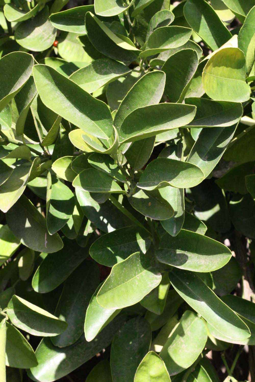              Sun leaves (Riverside, CA)       